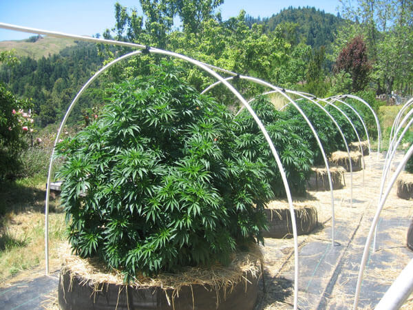 growing marijuana, growing cannabis, pot plants, marijuana strains