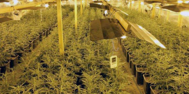 growing marijuana, growing cannabis, pot plants, marijuana strains