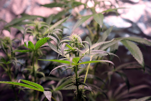 how-to-grow-weed-properly