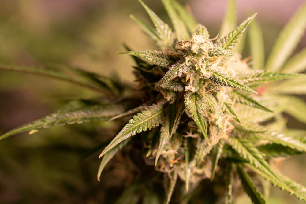 when to harvest weed guide